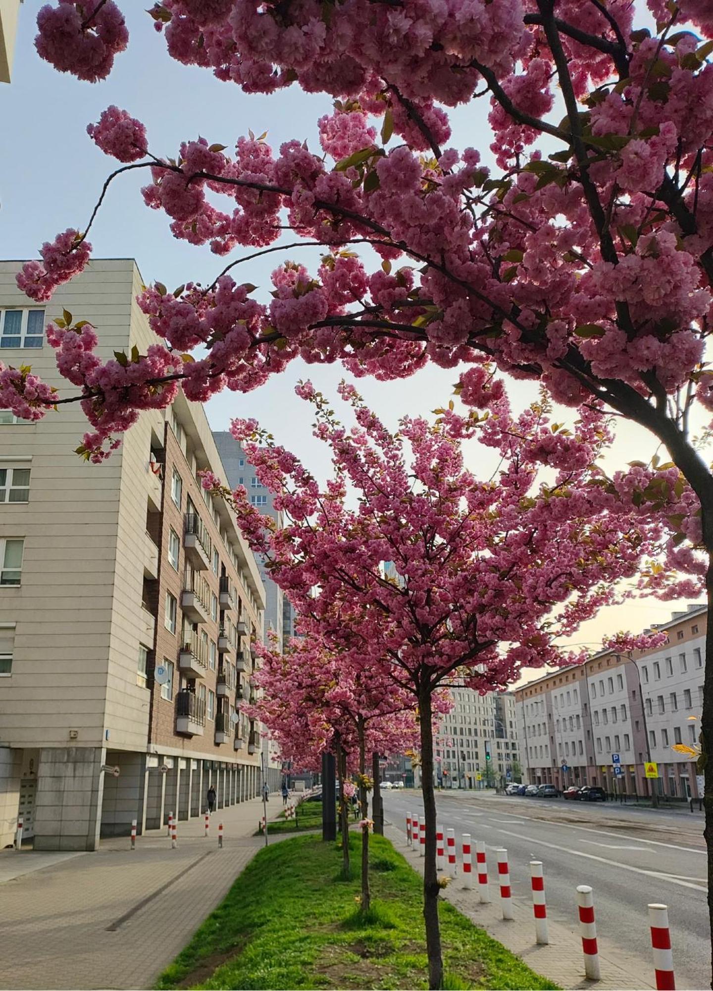 Totutotam Studio Warszawa Eksteriør billede